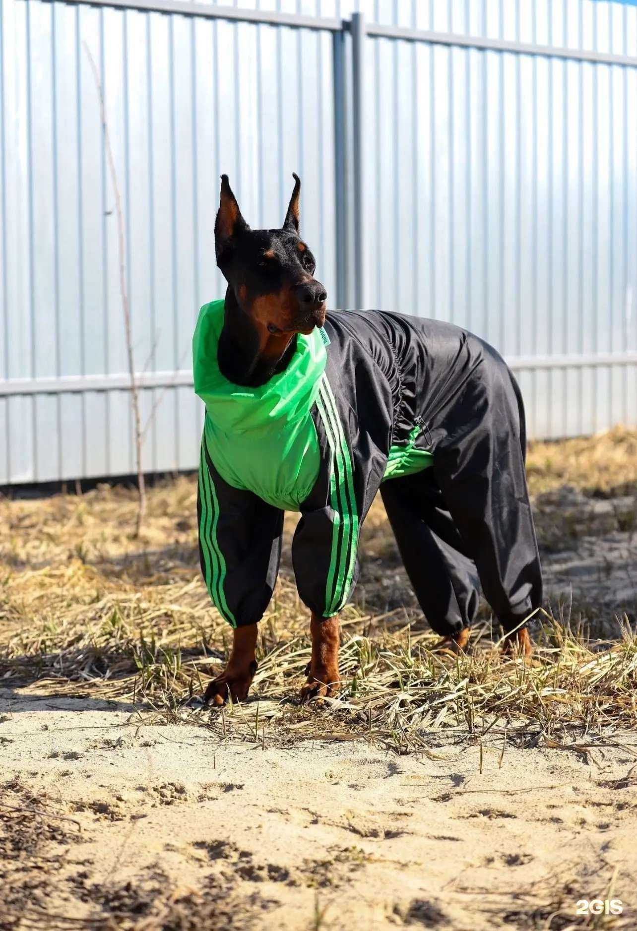 Отзывы на компанию  ДобДог в Тюмени c фото