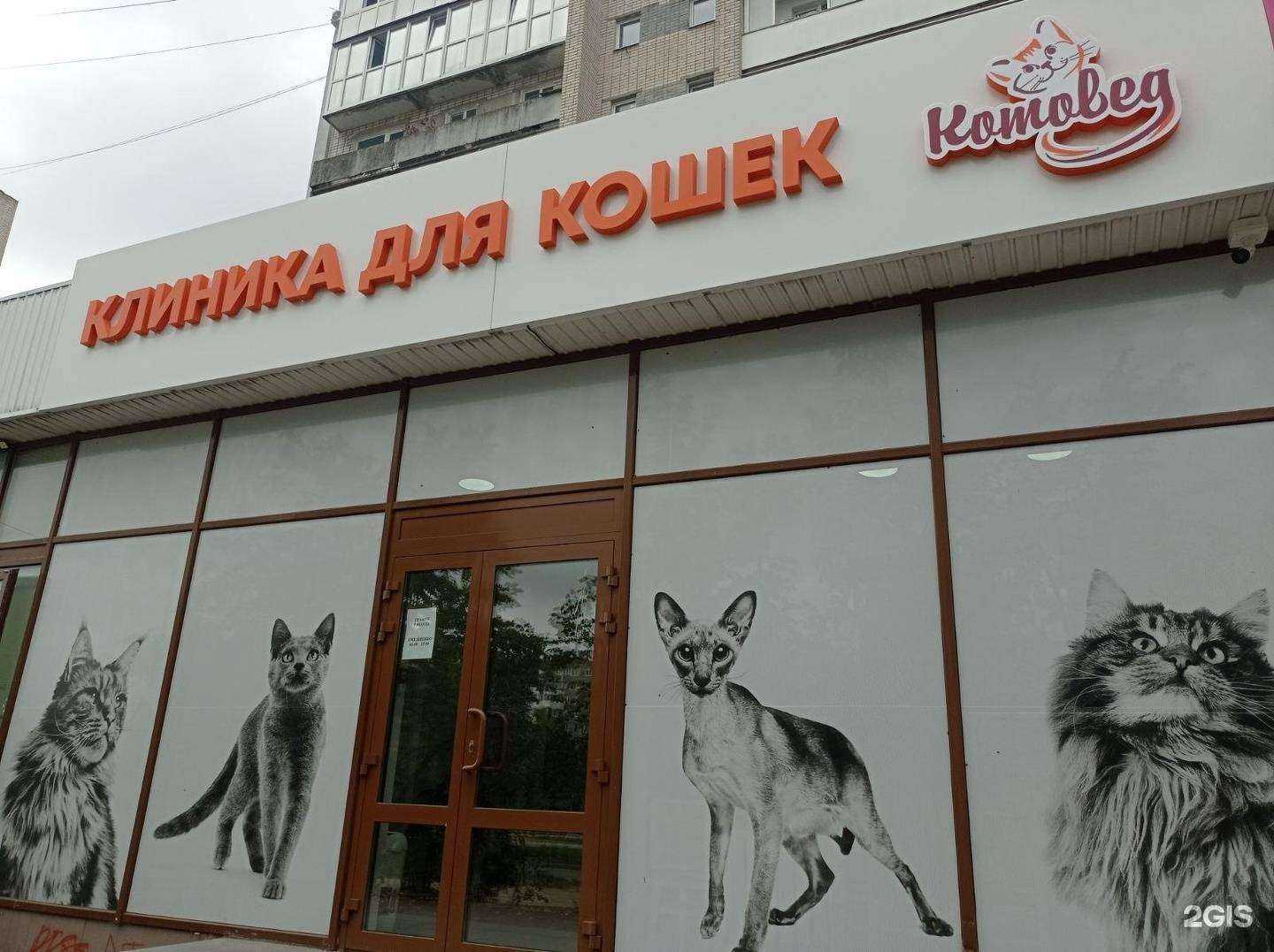 Отзывы на компанию Котовед в Дзержинске c фото