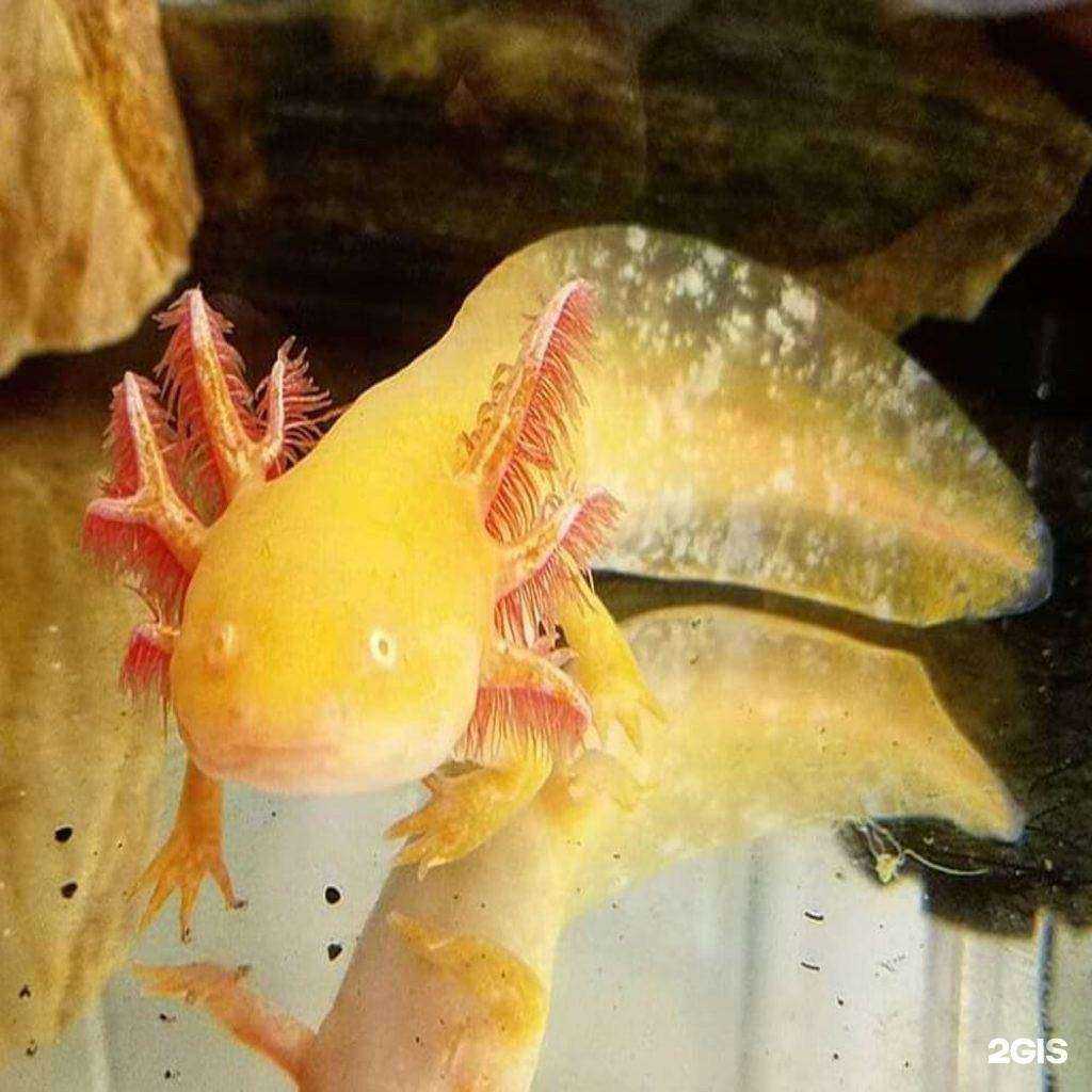 Отзывы на компанию Мир аквариума в Тольятти c фото