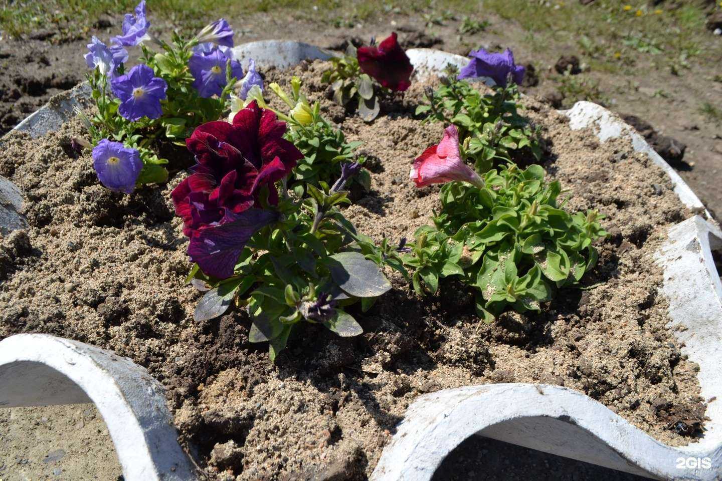 Отзывы на компанию Золотари-1 в г. Находка c фото