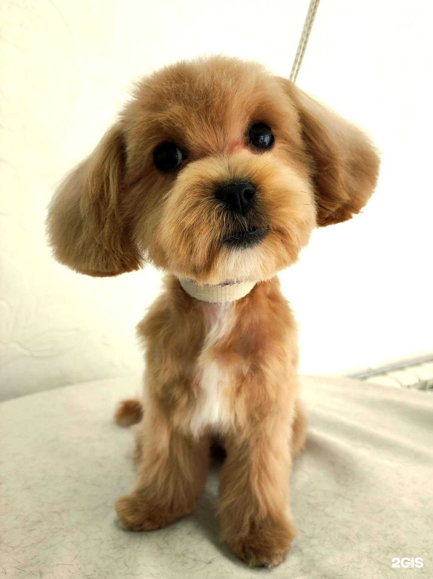 Отзывы на компанию E. S. грумер в г. Челябинск c фото