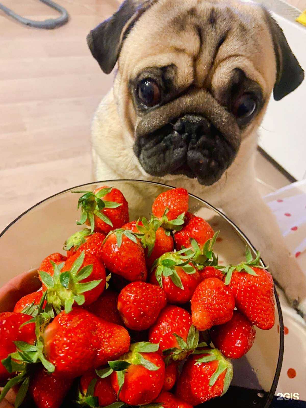 Отзывы на компанию Ветеринарный центр доктора Малеева в Челябинске c фото