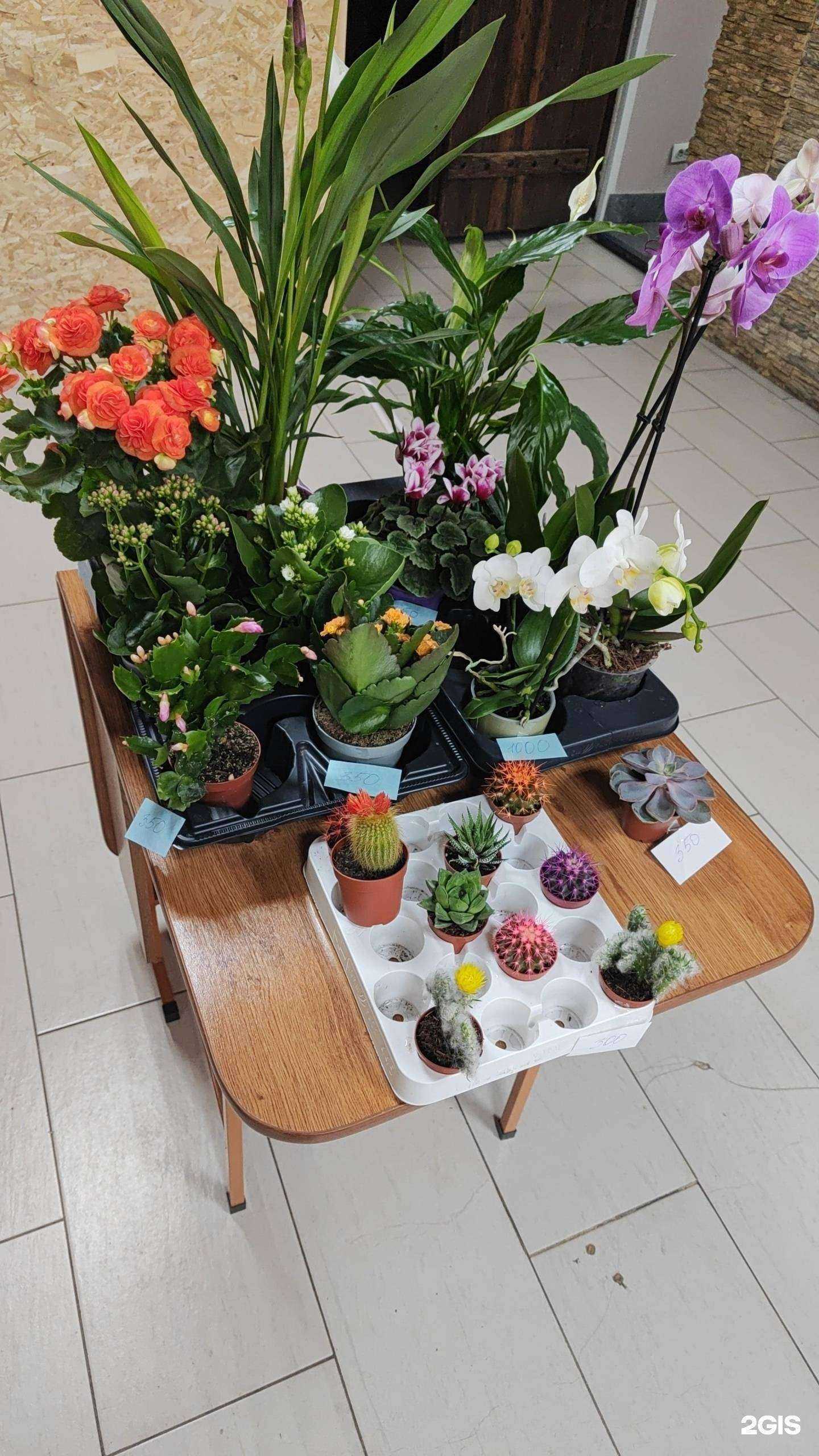 Отзывы на компанию Камыш в Ставрополе c фото