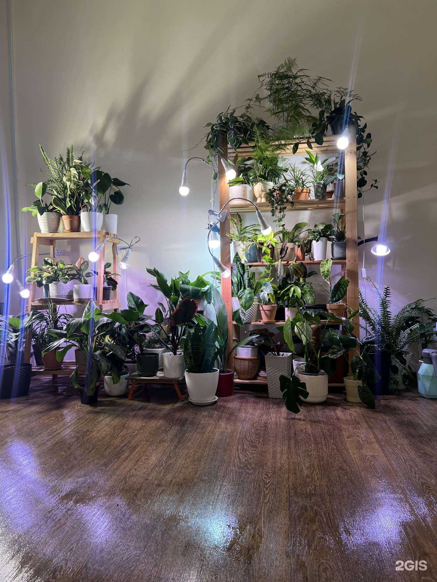 Отзывы на компанию Flovers в Новокузнецке c фото