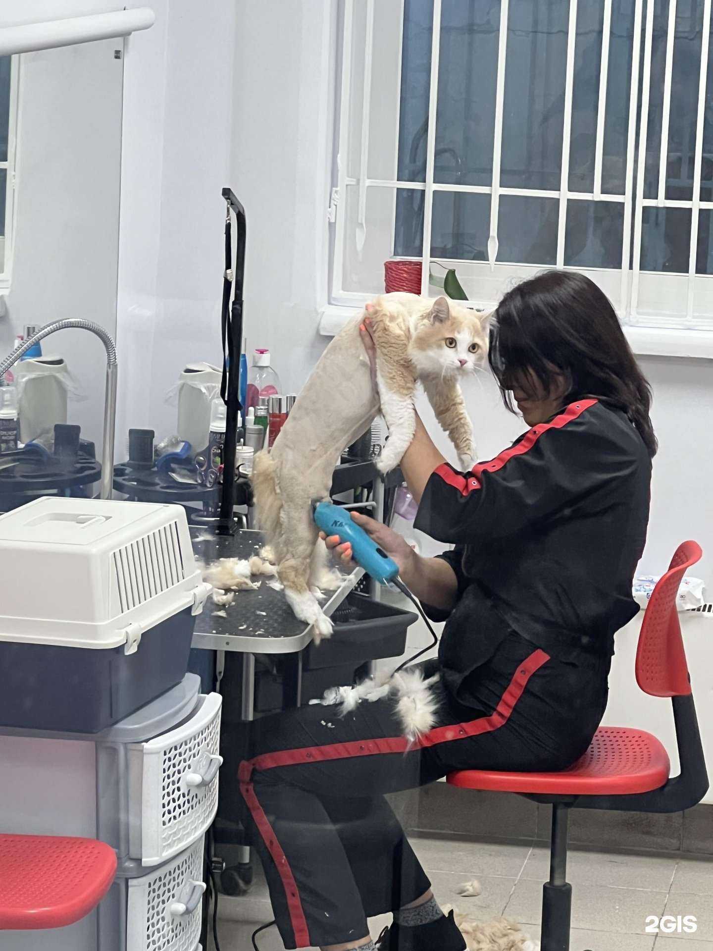 Отзывы на компанию Красный кролик в Новосибирске c фото