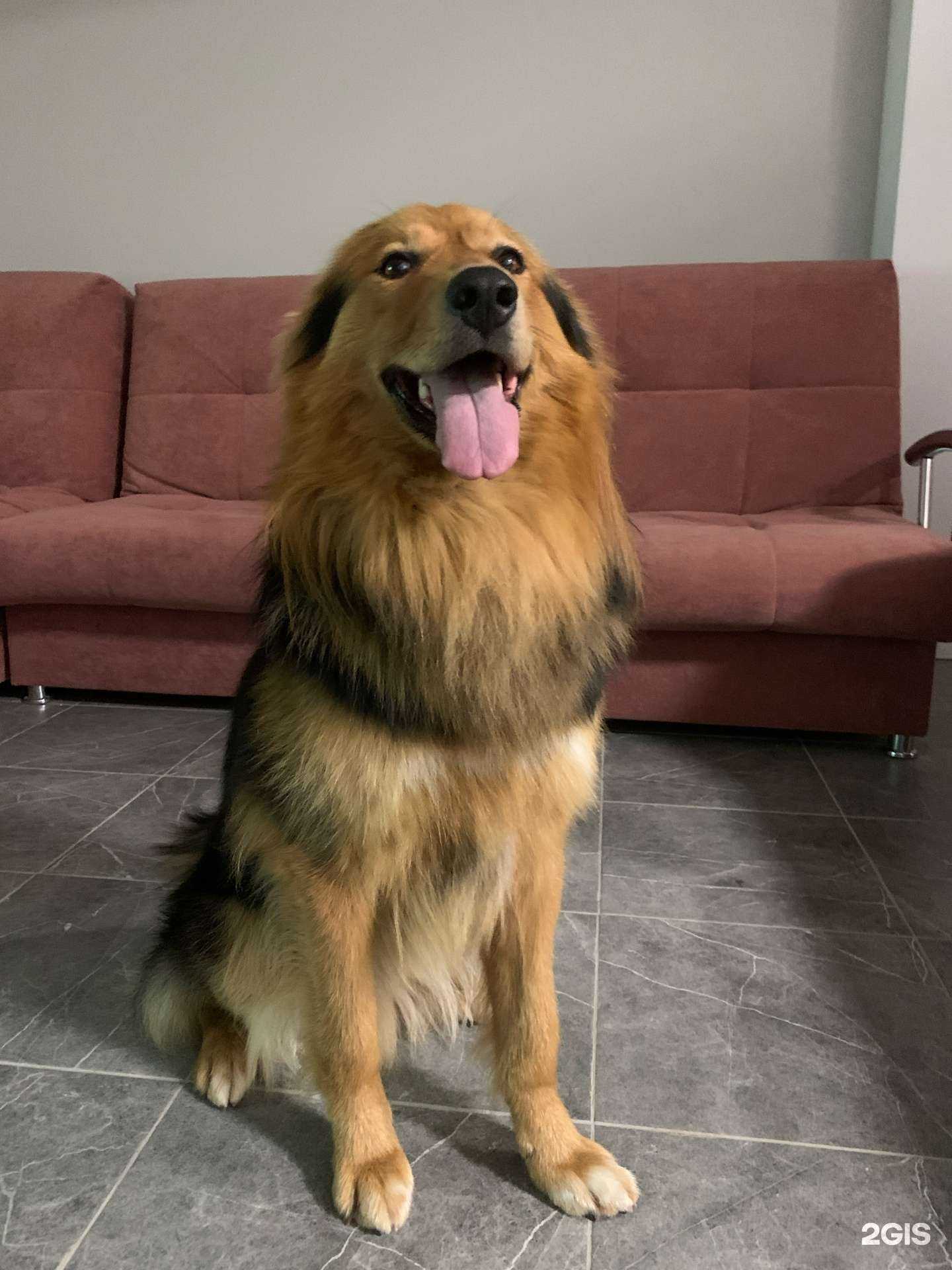 Отзывы на компанию Собуза Гавгона в Казани c фото