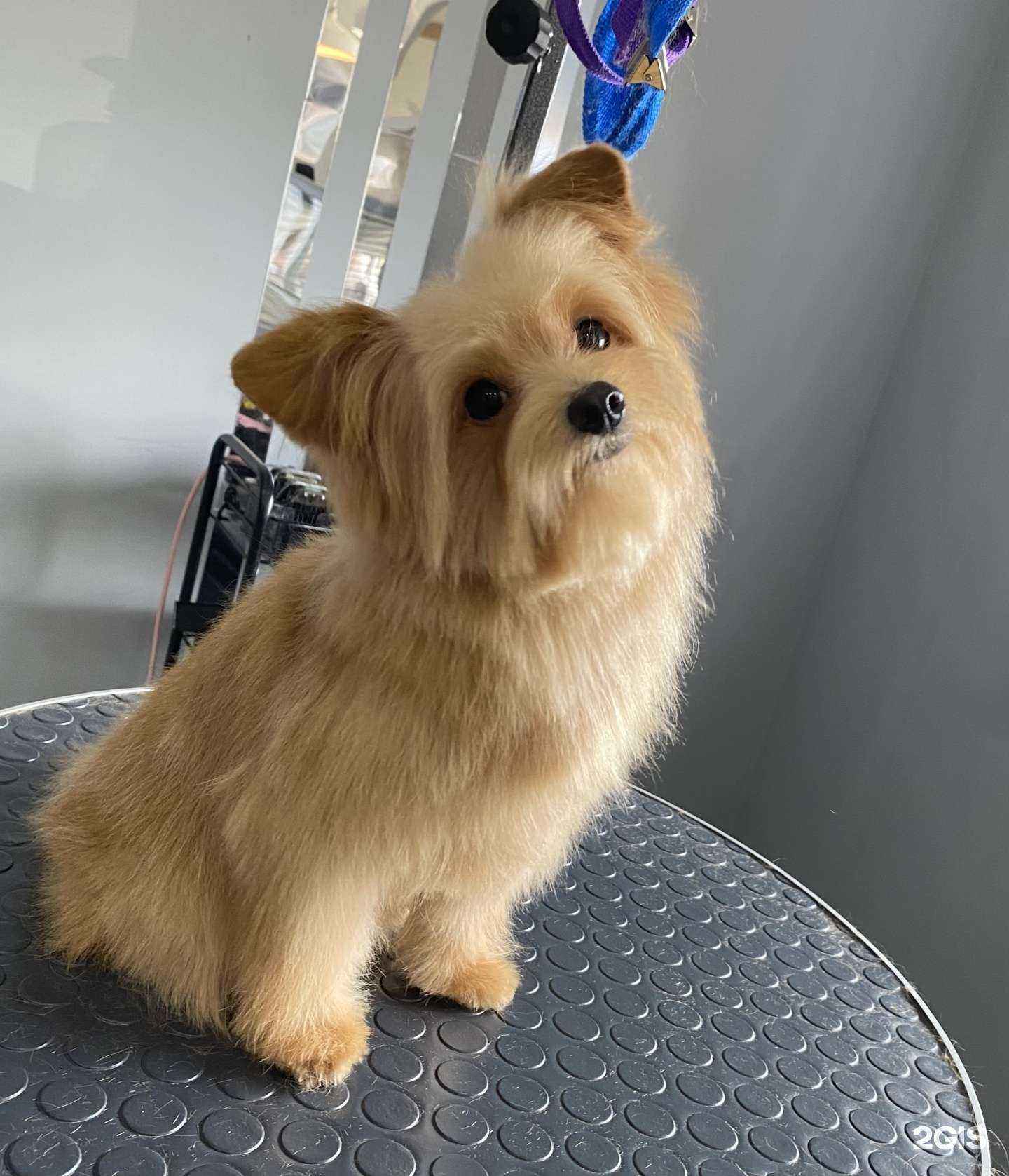 Отзывы на компанию Best Groom в Тамбове c фото