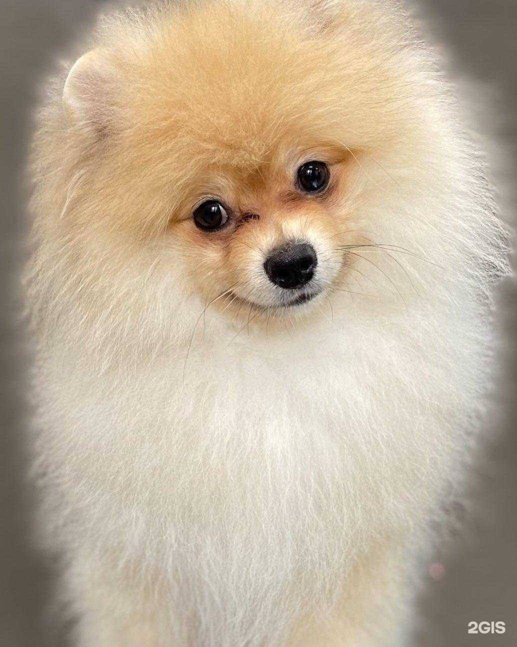 Отзывы на компанию Территория груминга в г. Кемерово c фото