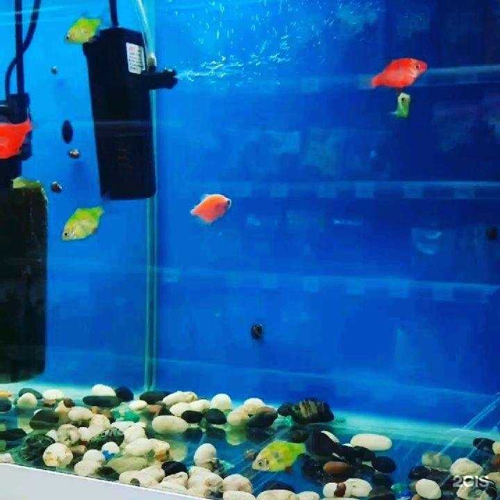 Отзывы на компанию Котопес в г. Комсомольск-на-Амуре c фото