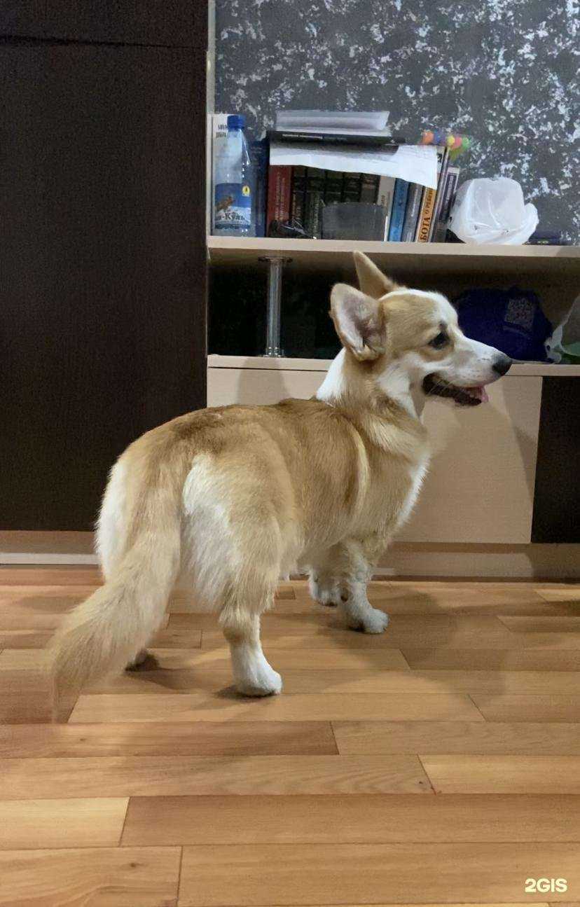 Отзывы на компанию Лапуля в Красноярске c фото