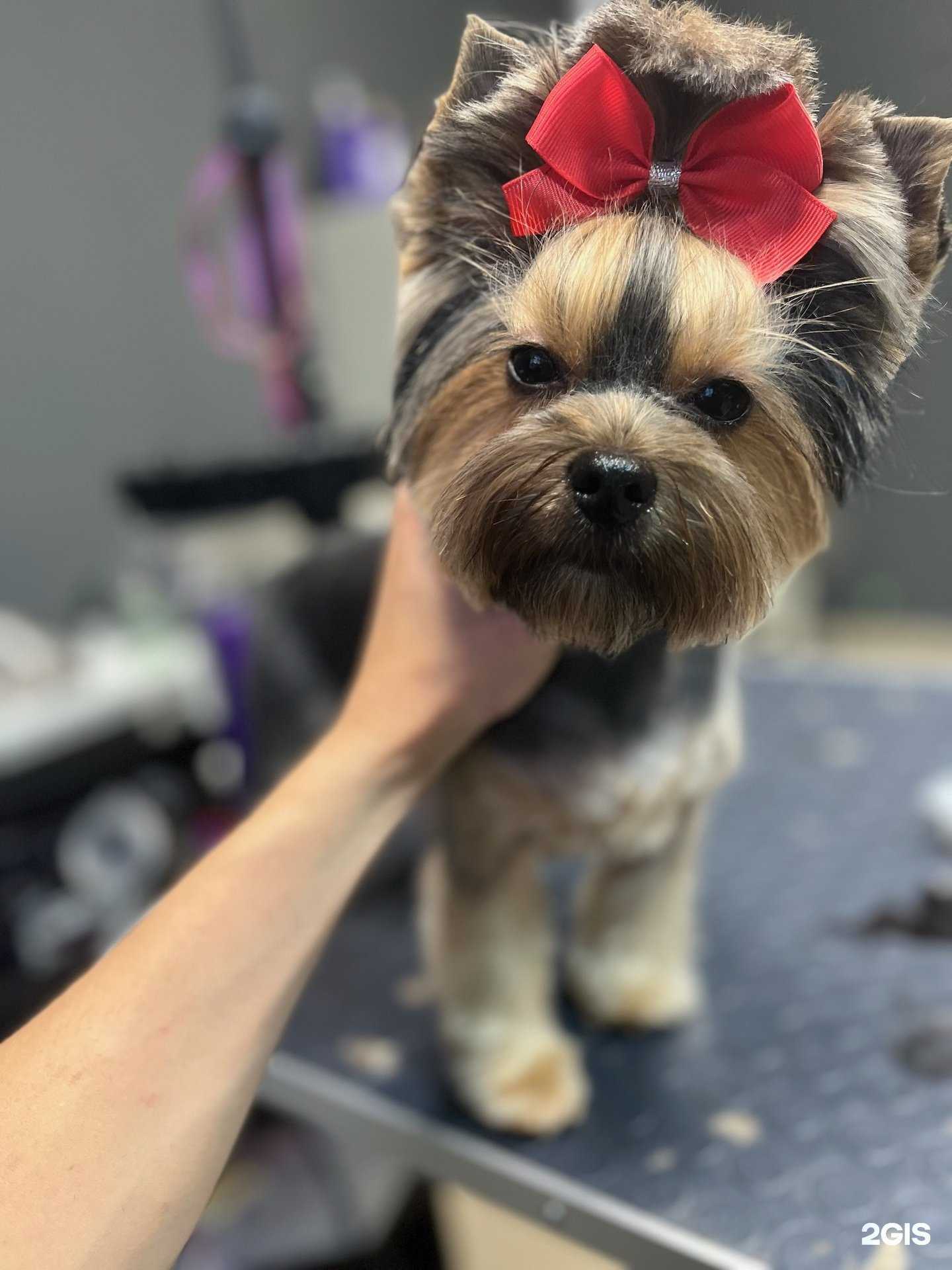 Отзывы на компанию Территория бережного груминга Ugroom в г. Казань c фото