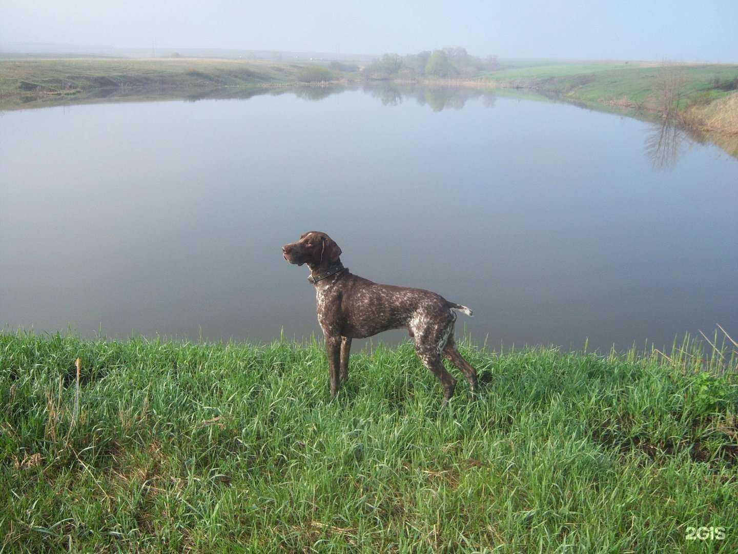 Отзывы на компанию gavgav.net в Казани c фото