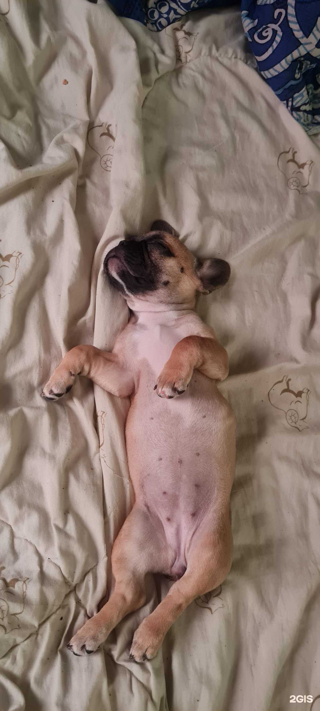 Отзывы на компанию Ветдоктор45 в Кургане c фото