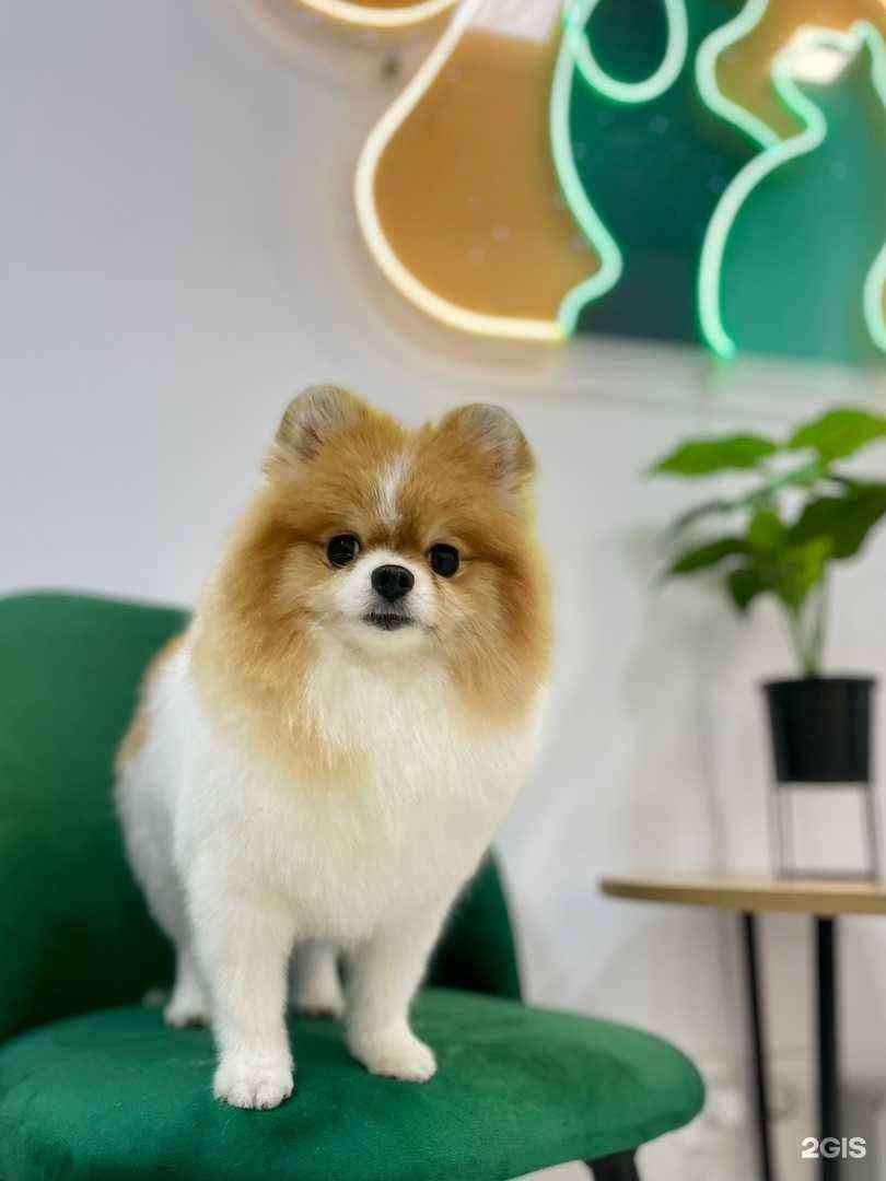 Отзывы на компанию Лапки в порядке в Кирове c фото