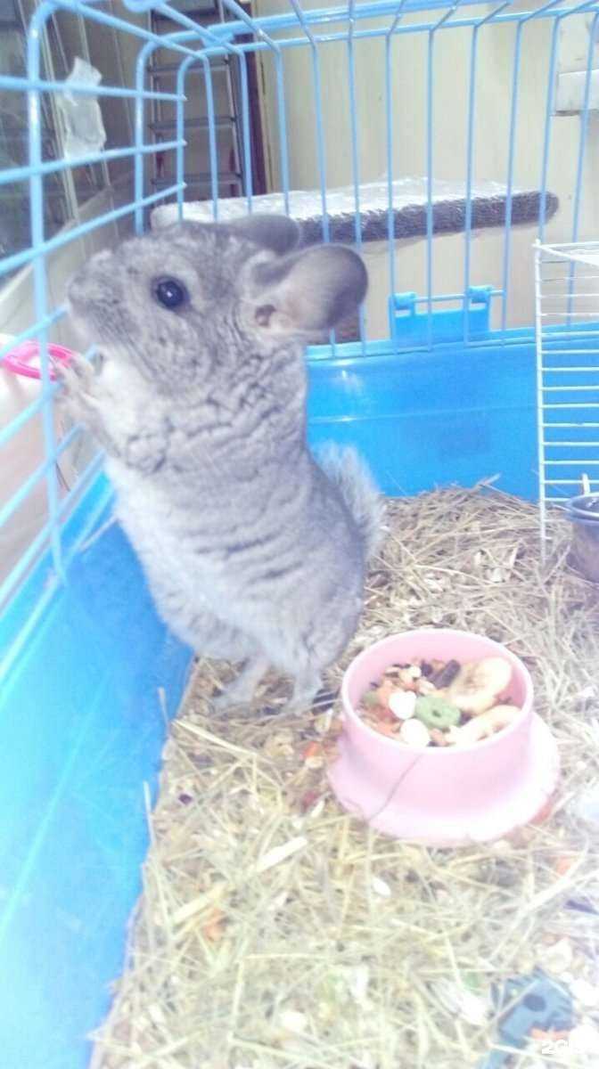 Отзывы на компанию Собачье сердце в Тюмени c фото