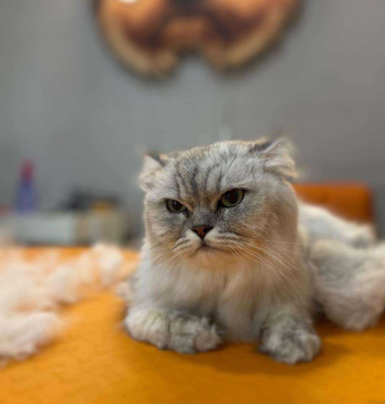 Отзывы на компанию Малышка Дольчи в Краснодаре c фото