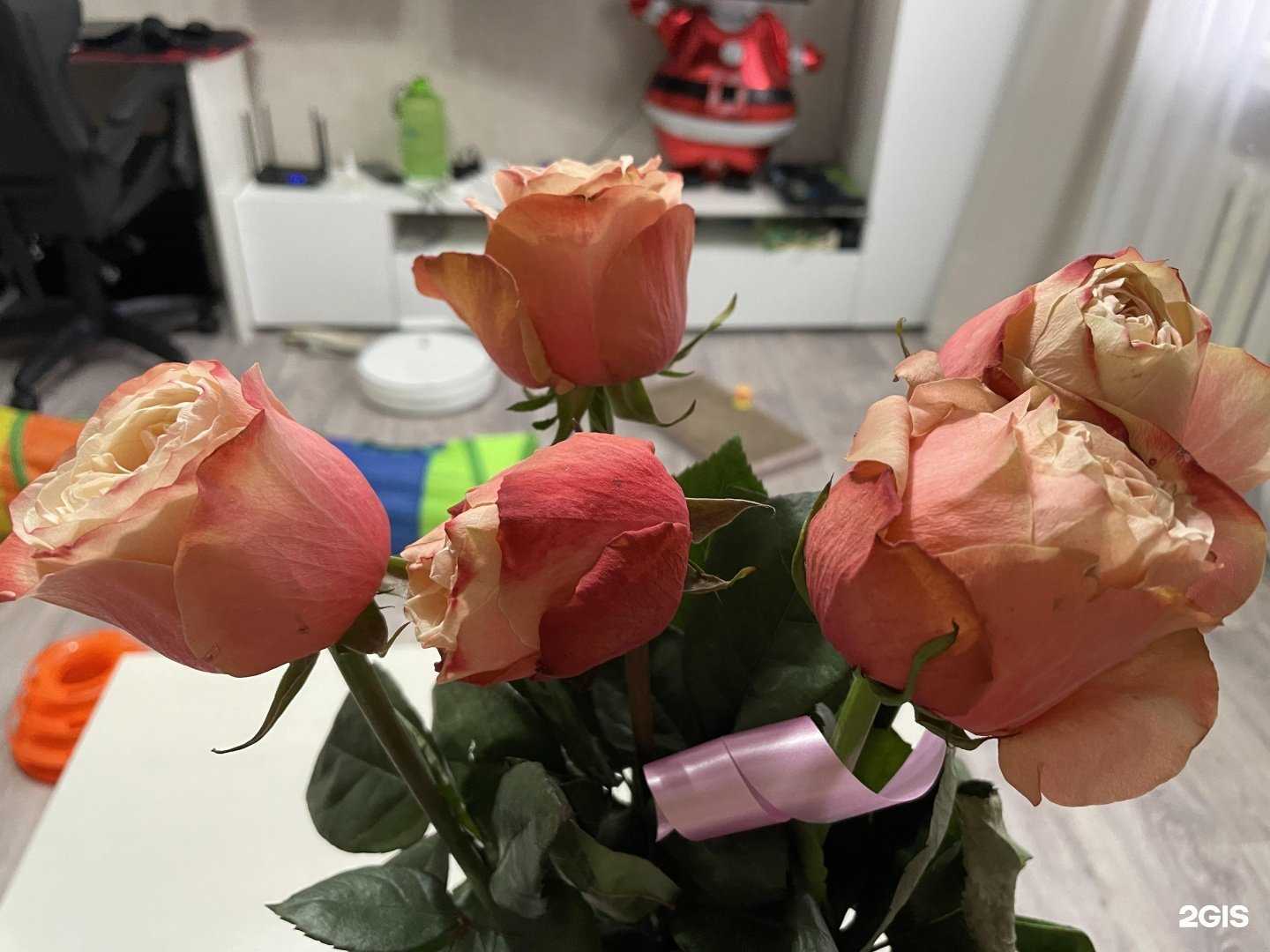 Отзывы на компанию Мята в Брянске c фото