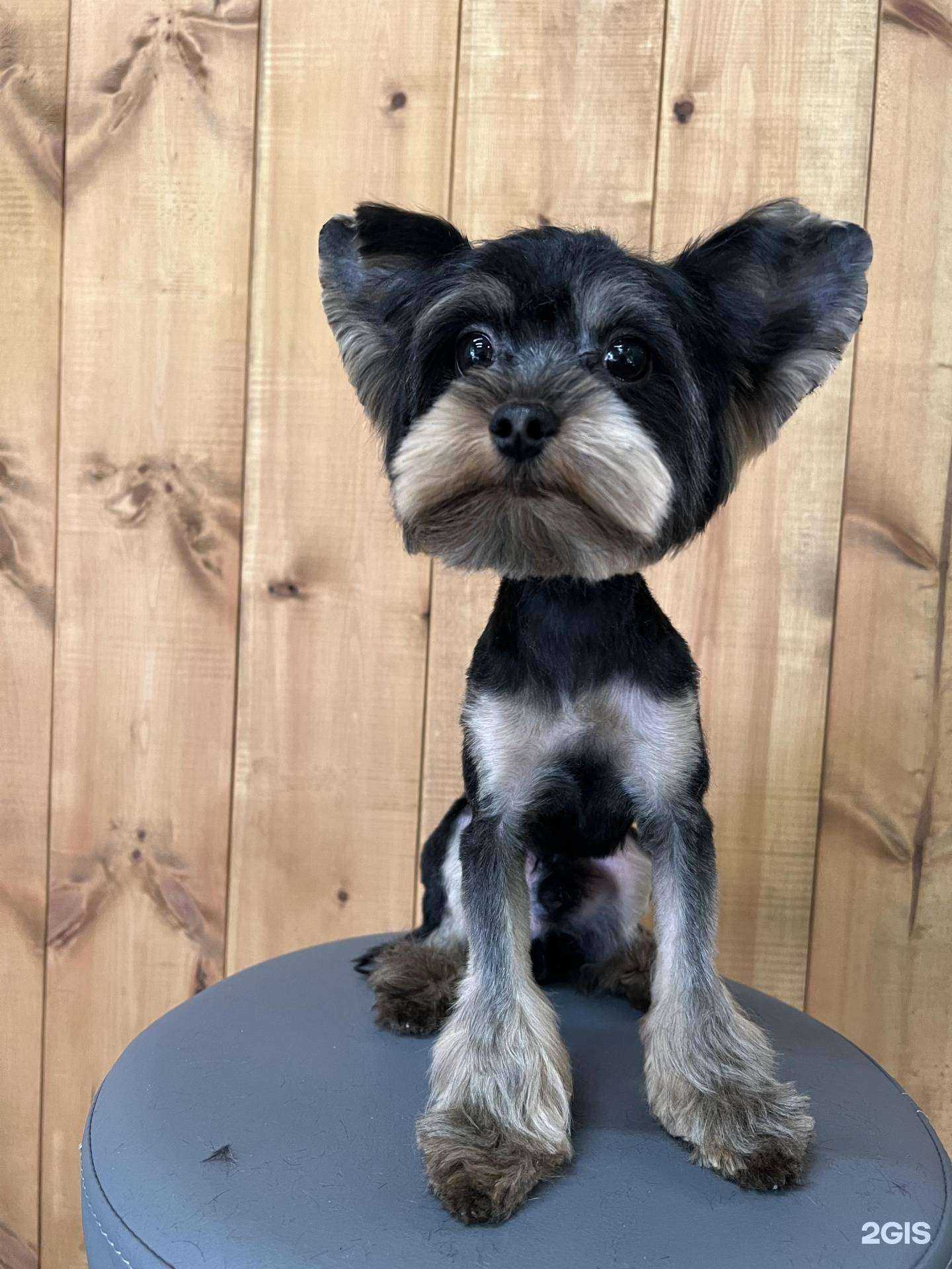 Отзывы на компанию ГрумКа в г. Ростов-на-Дону c фото