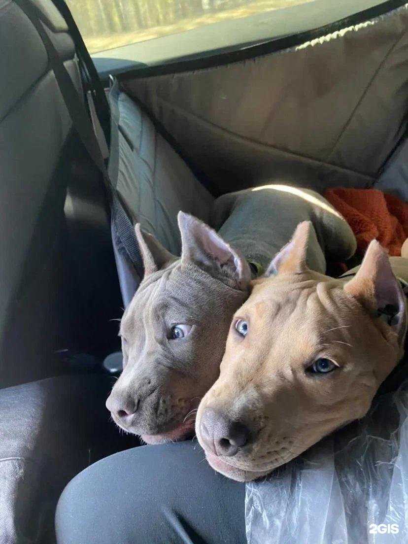 Отзывы на компанию Traveldog в Екатеринбурге c фото