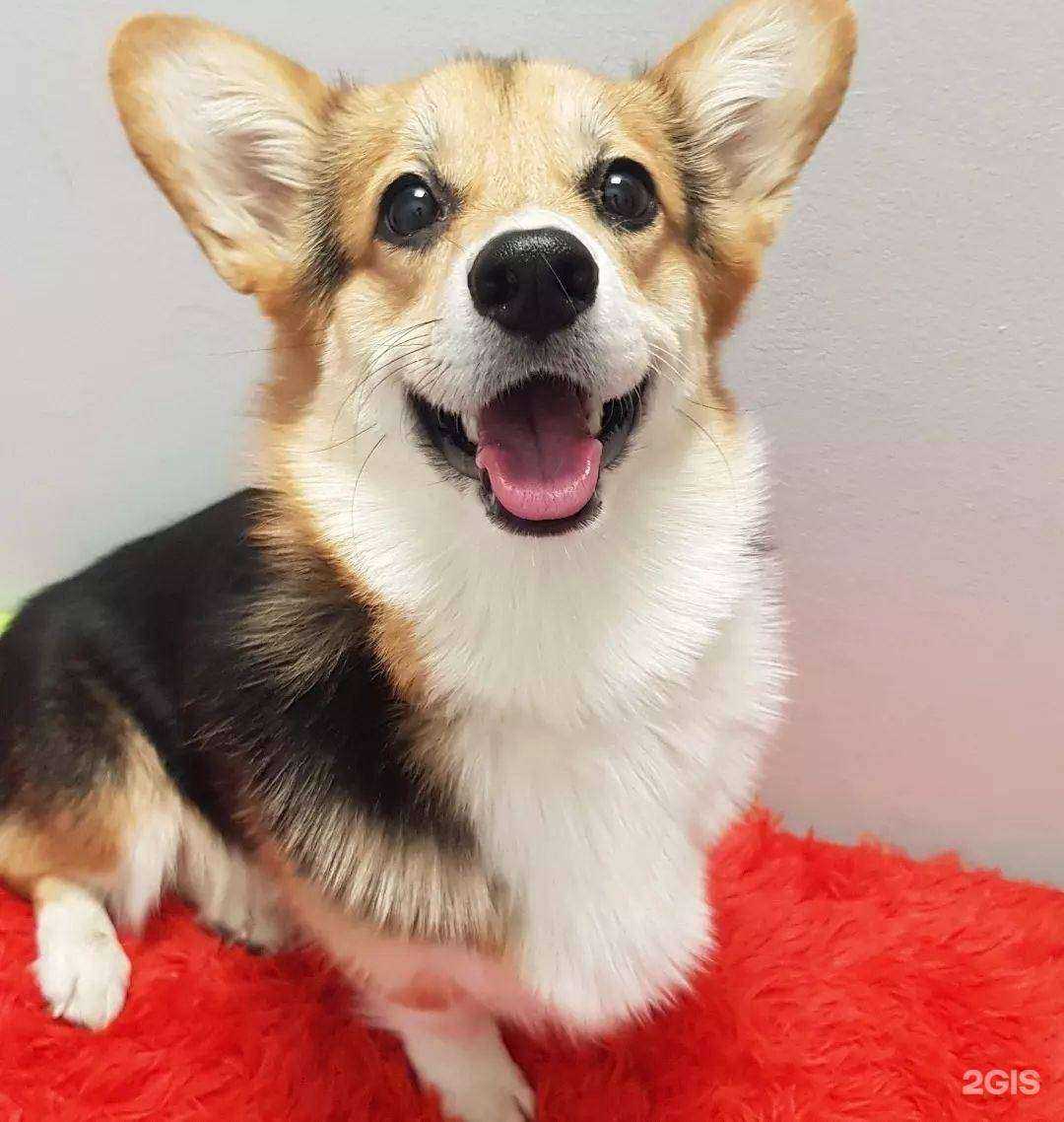 Отзывы на компанию Зверский стиль в г. Южно-Сахалинск c фото