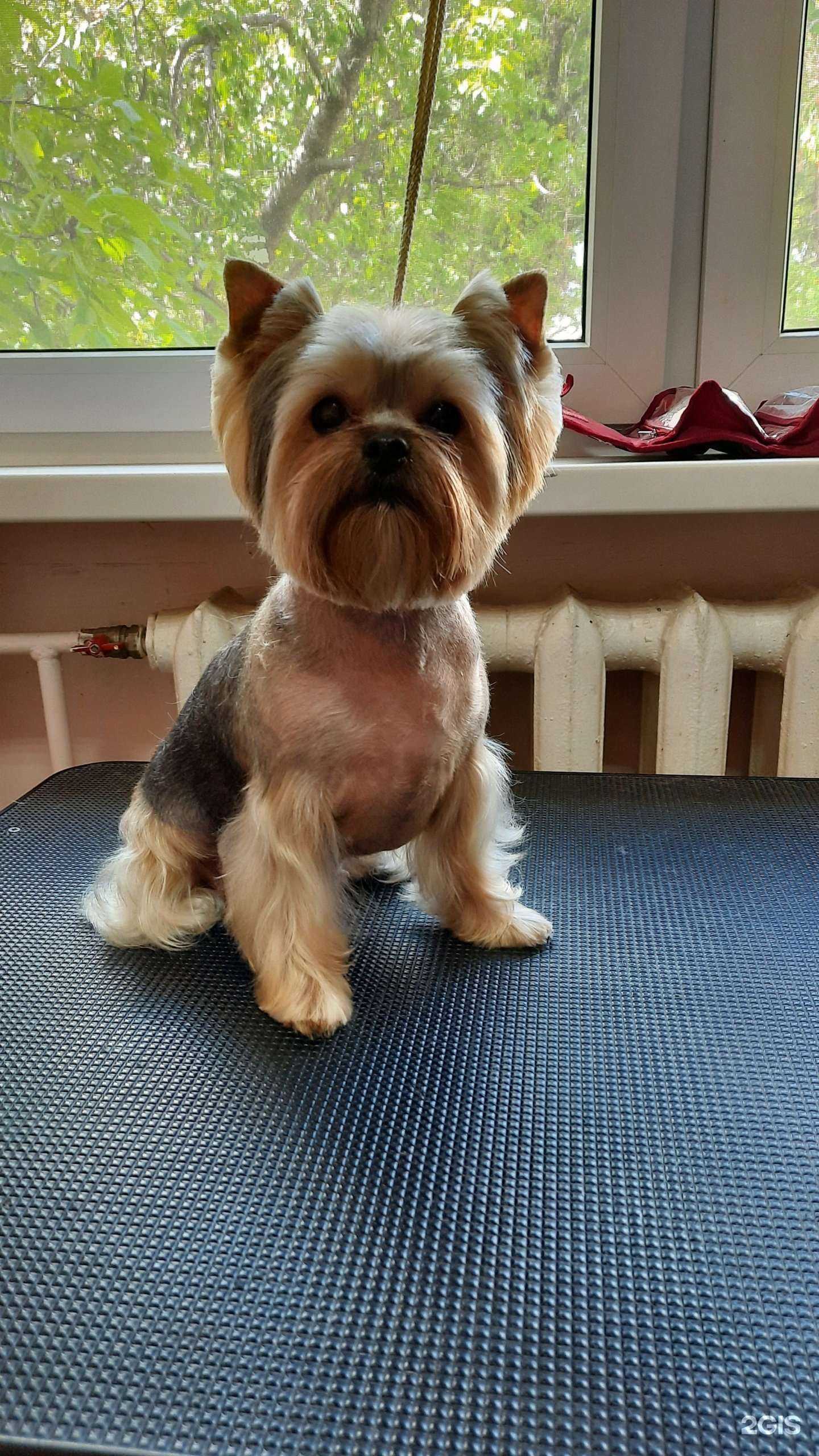 Отзывы на компанию Зоотоп в г. Новороссийск c фото