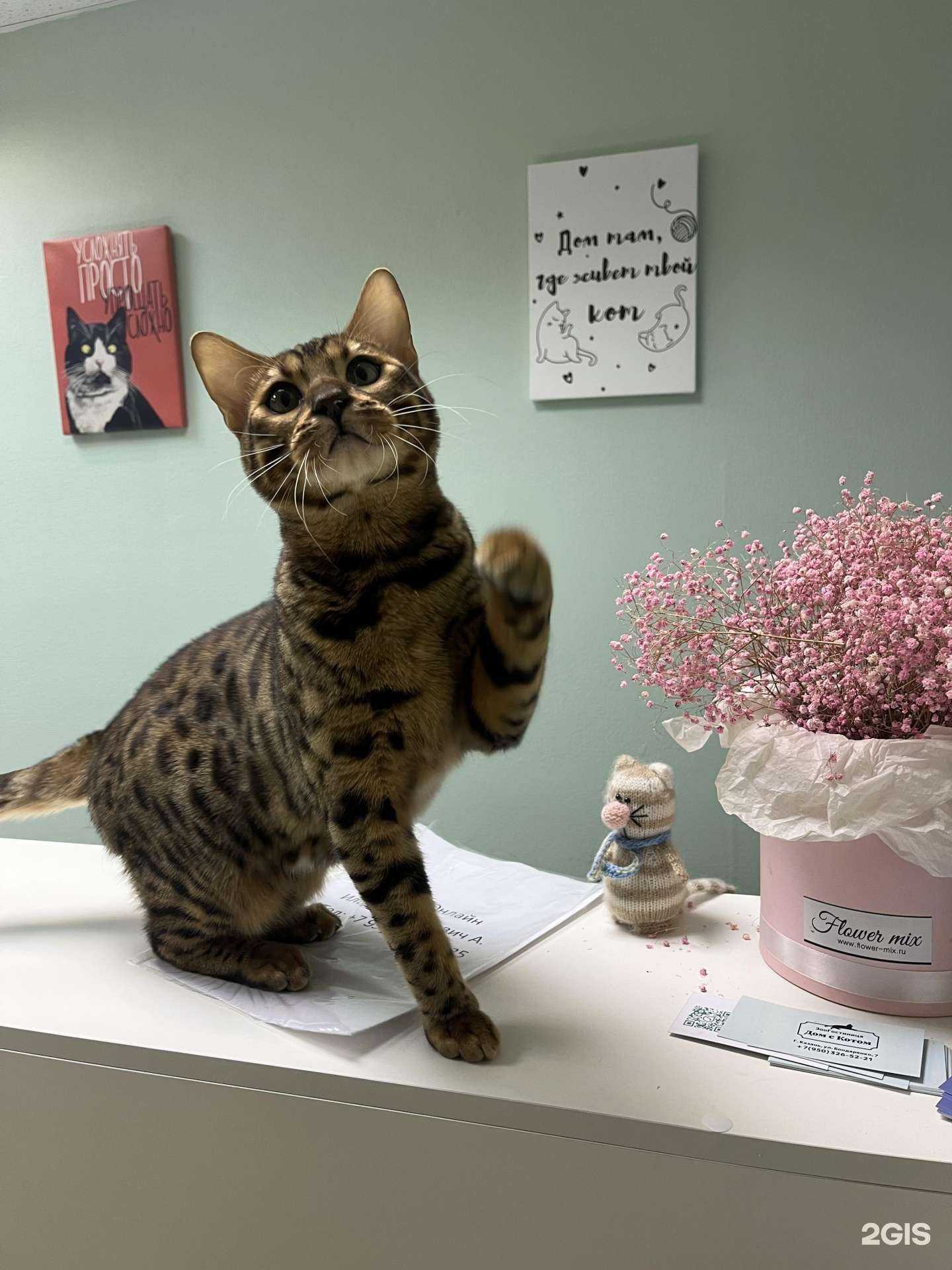 Отзывы на компанию Дом с Котом в Казани c фото