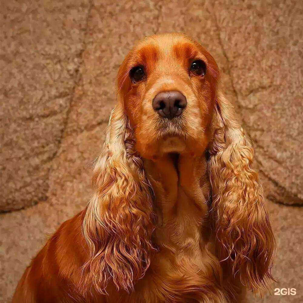 Отзывы на компанию Котопес в г. Краснодар c фото