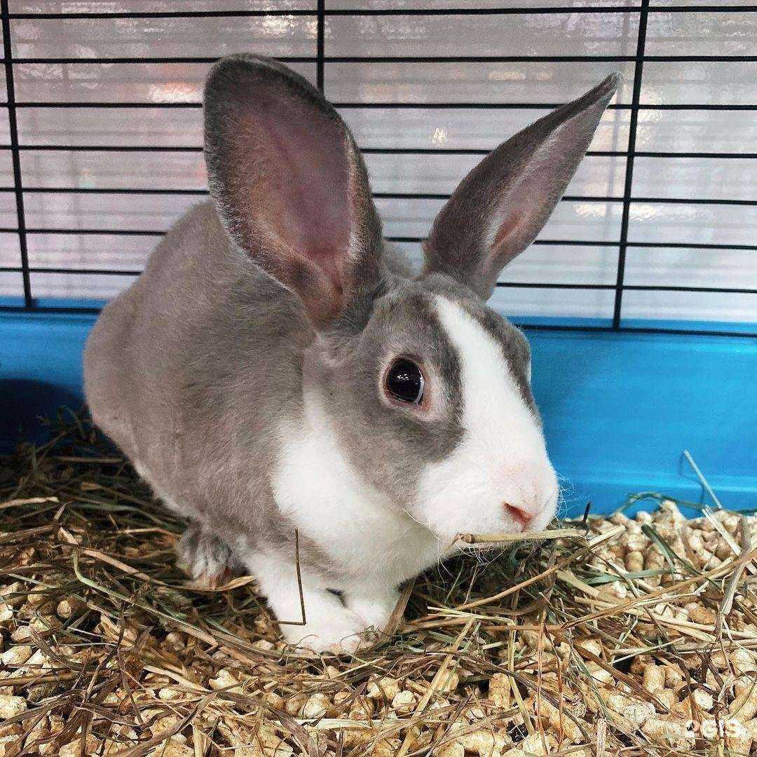 Отзывы на компанию Магазин зоотоваров в Великом Новгороде c фото