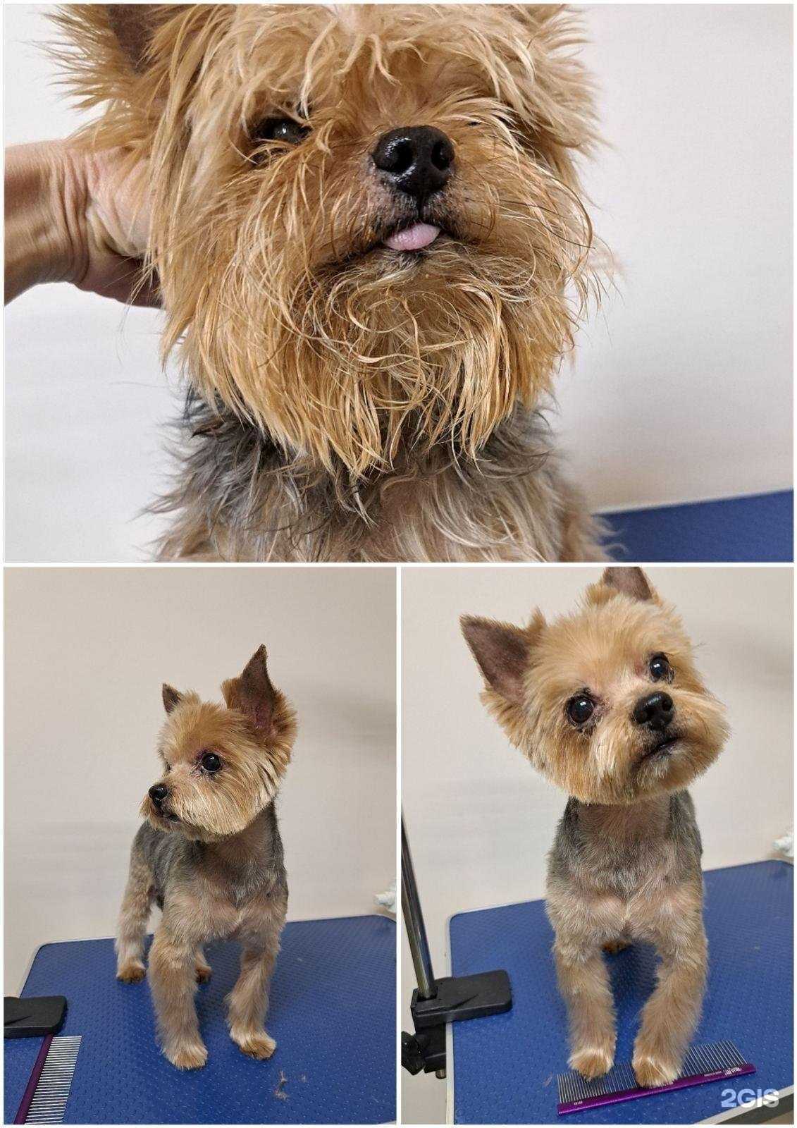 Отзывы на компанию Zoomeister в г. Самара c фото