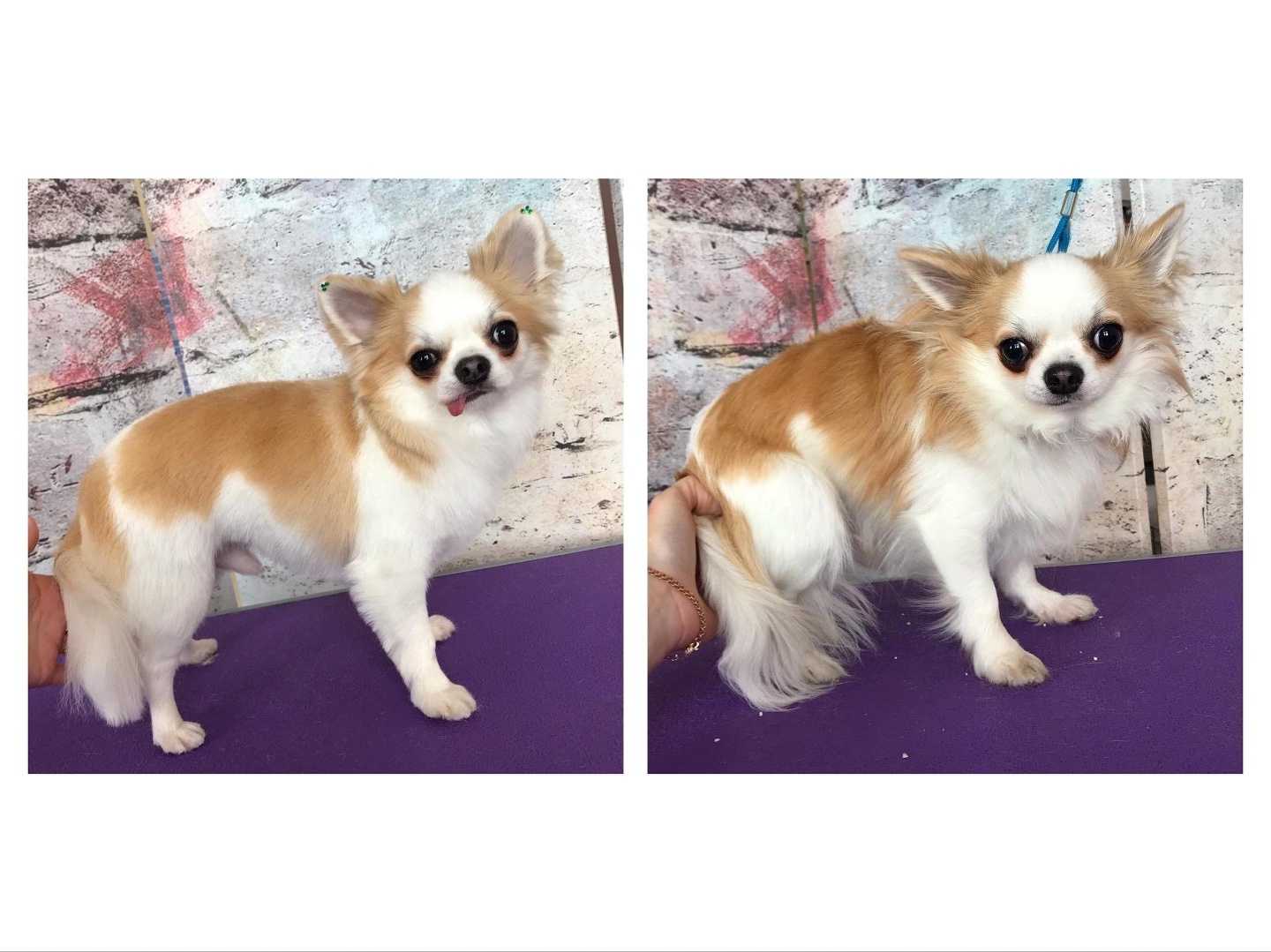 Отзывы на компанию Пушистые Лапки в г. Ярославль c фото