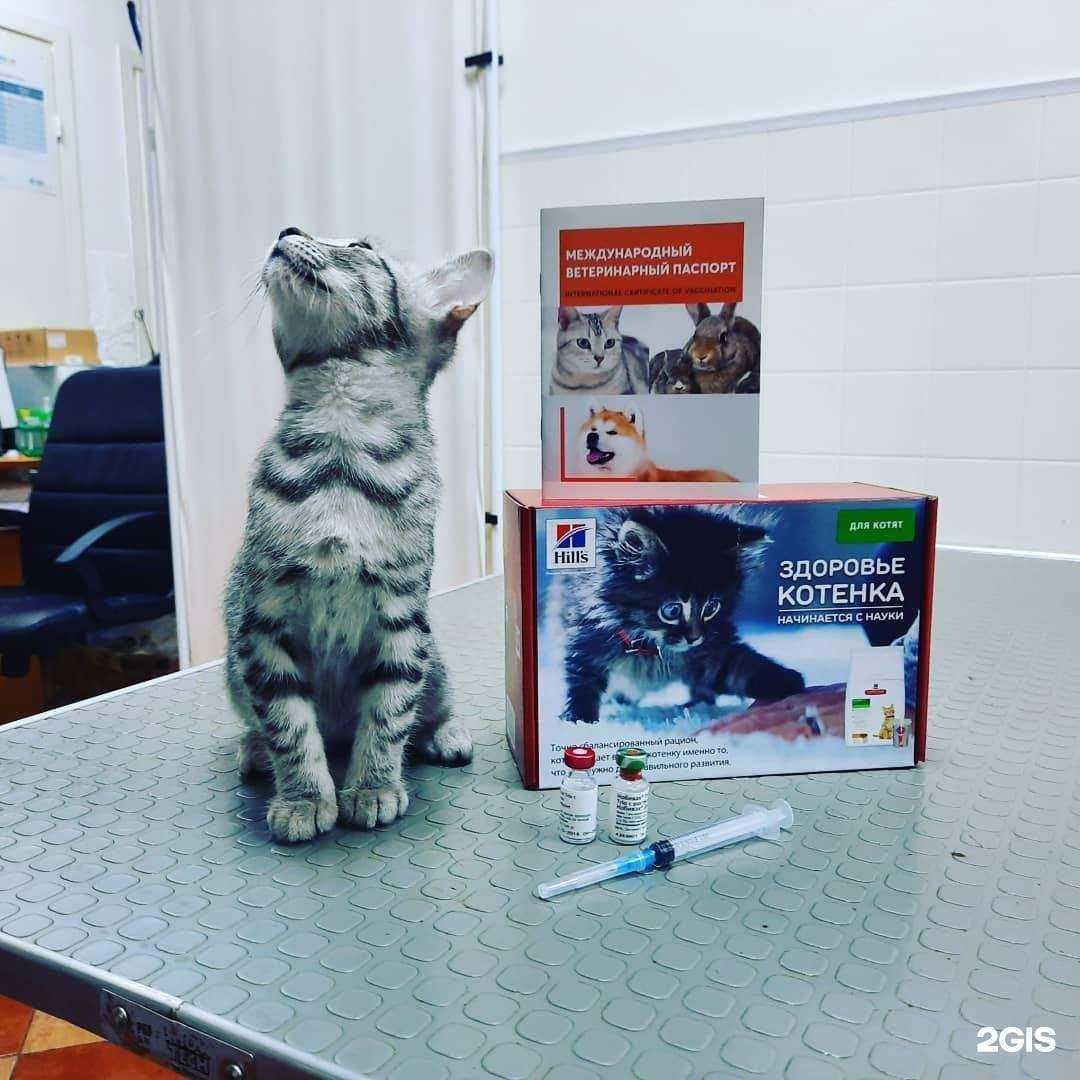 Отзывы на компанию VetPulse в Казани c фото