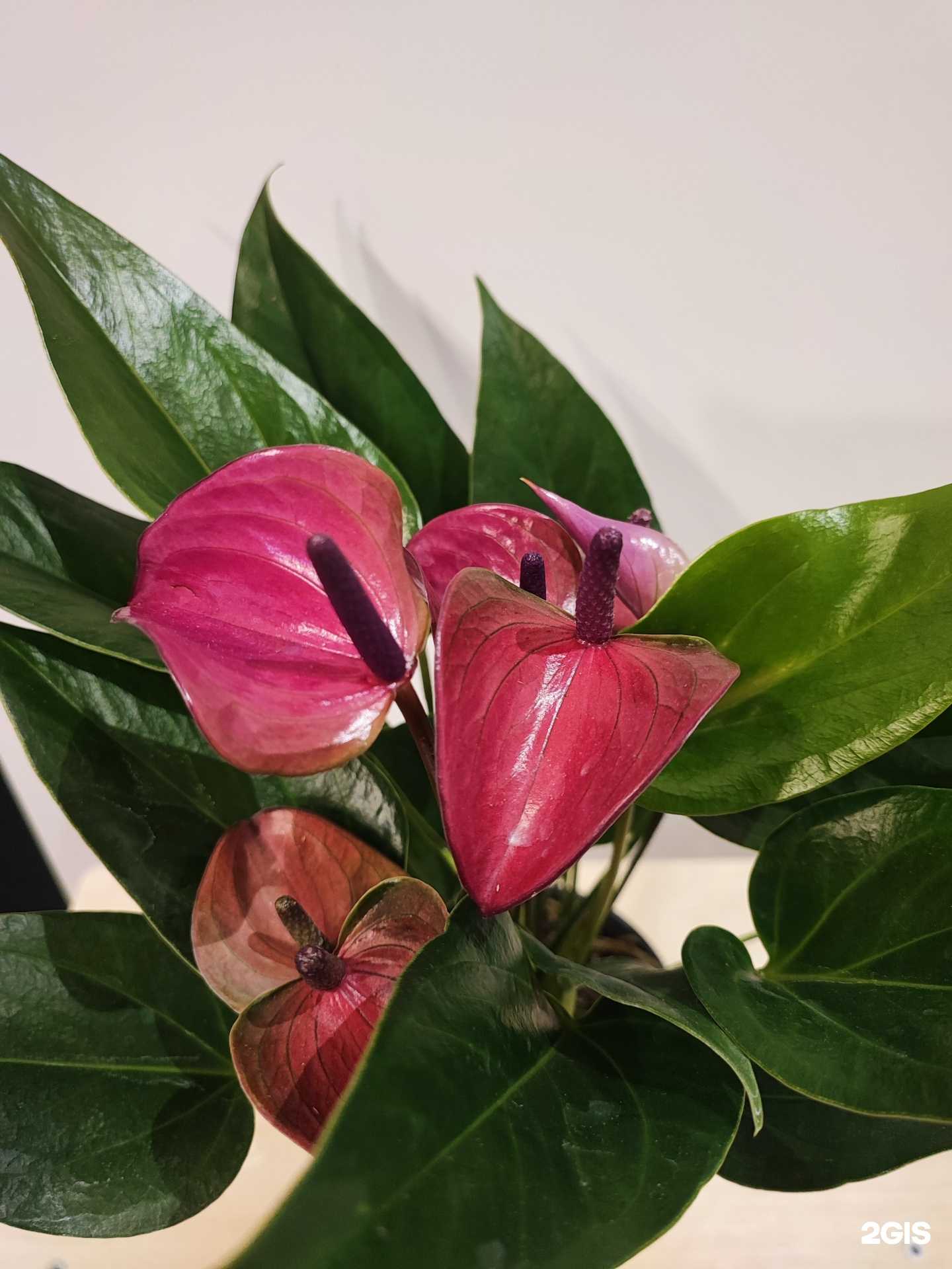 Отзывы на компанию Расцвет в Минусинске c фото