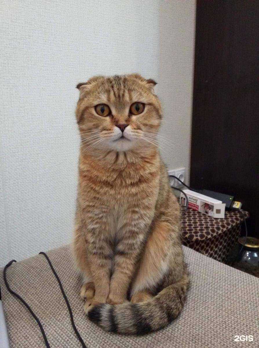 Отзывы на компанию Белый кот в Электростали c фото