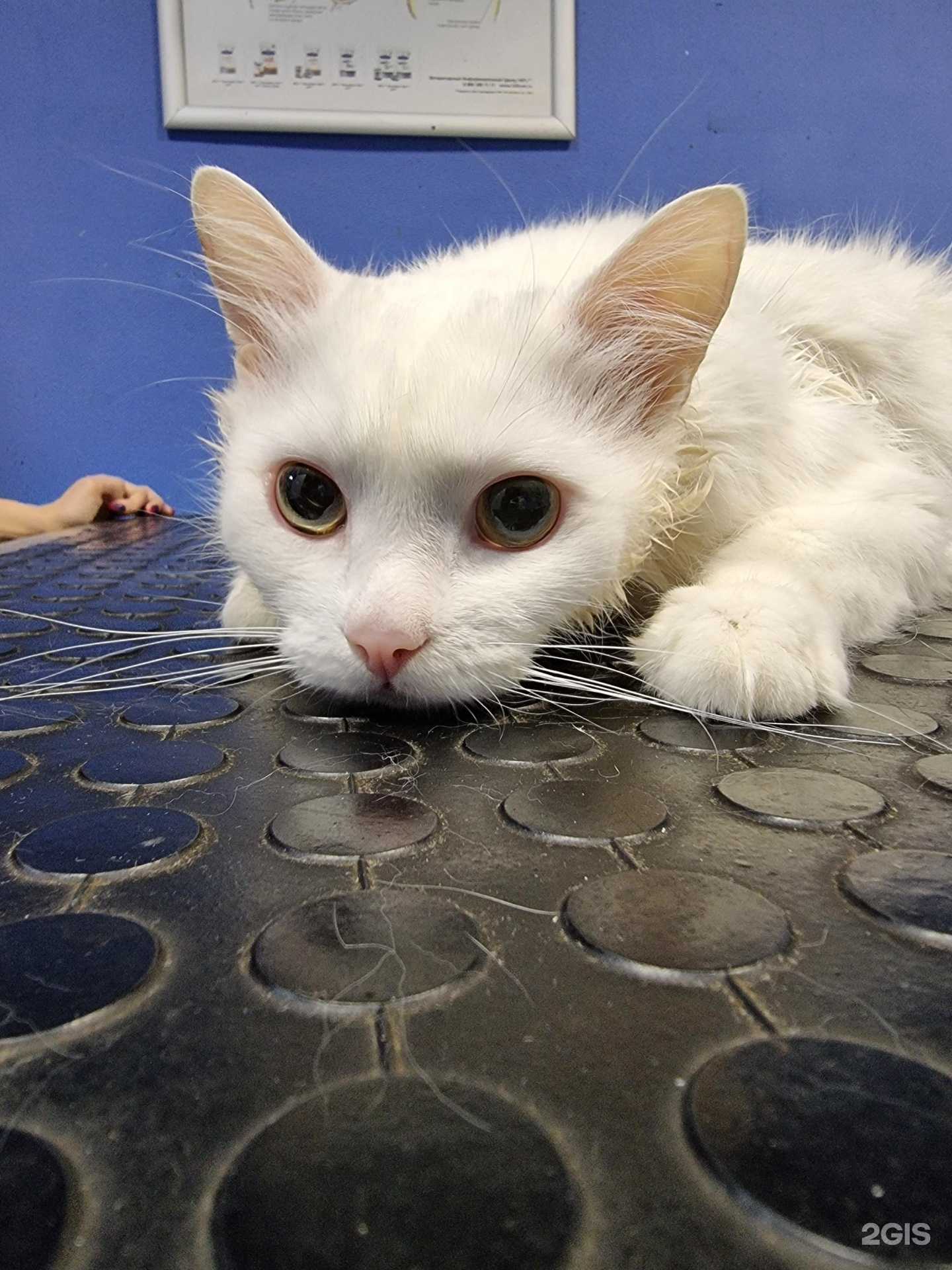 Отзывы на компанию ЗооВетСервис в г. Воронеж c фото