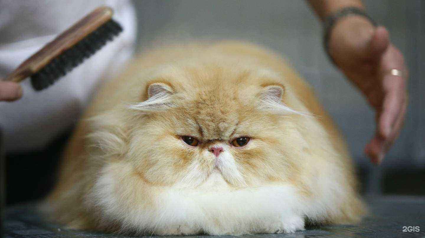 Отзывы на компанию Зоогалерея 71 в Новомосковске c фото