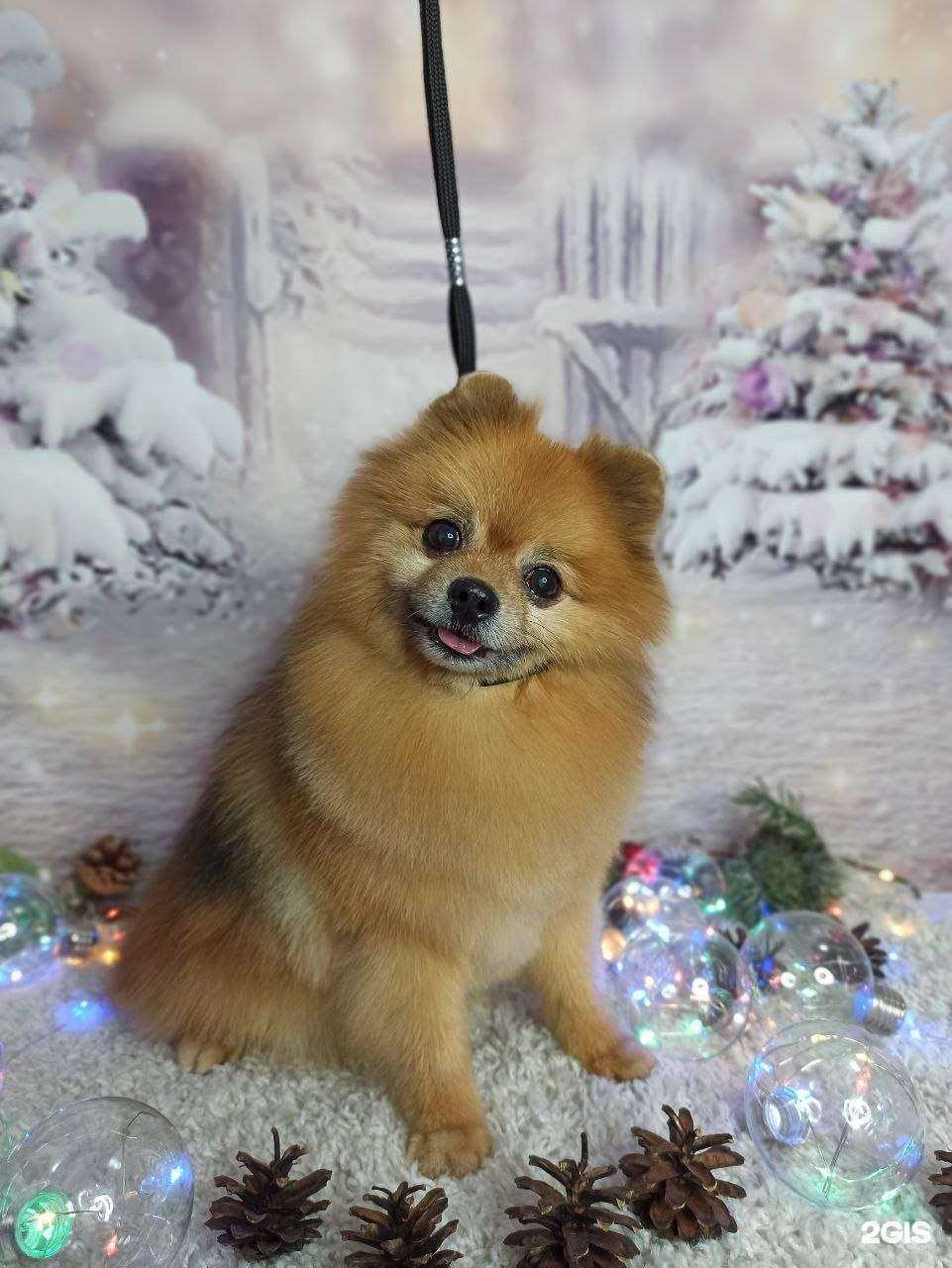 Отзывы на компанию Мокрые носики в Черногорске c фото