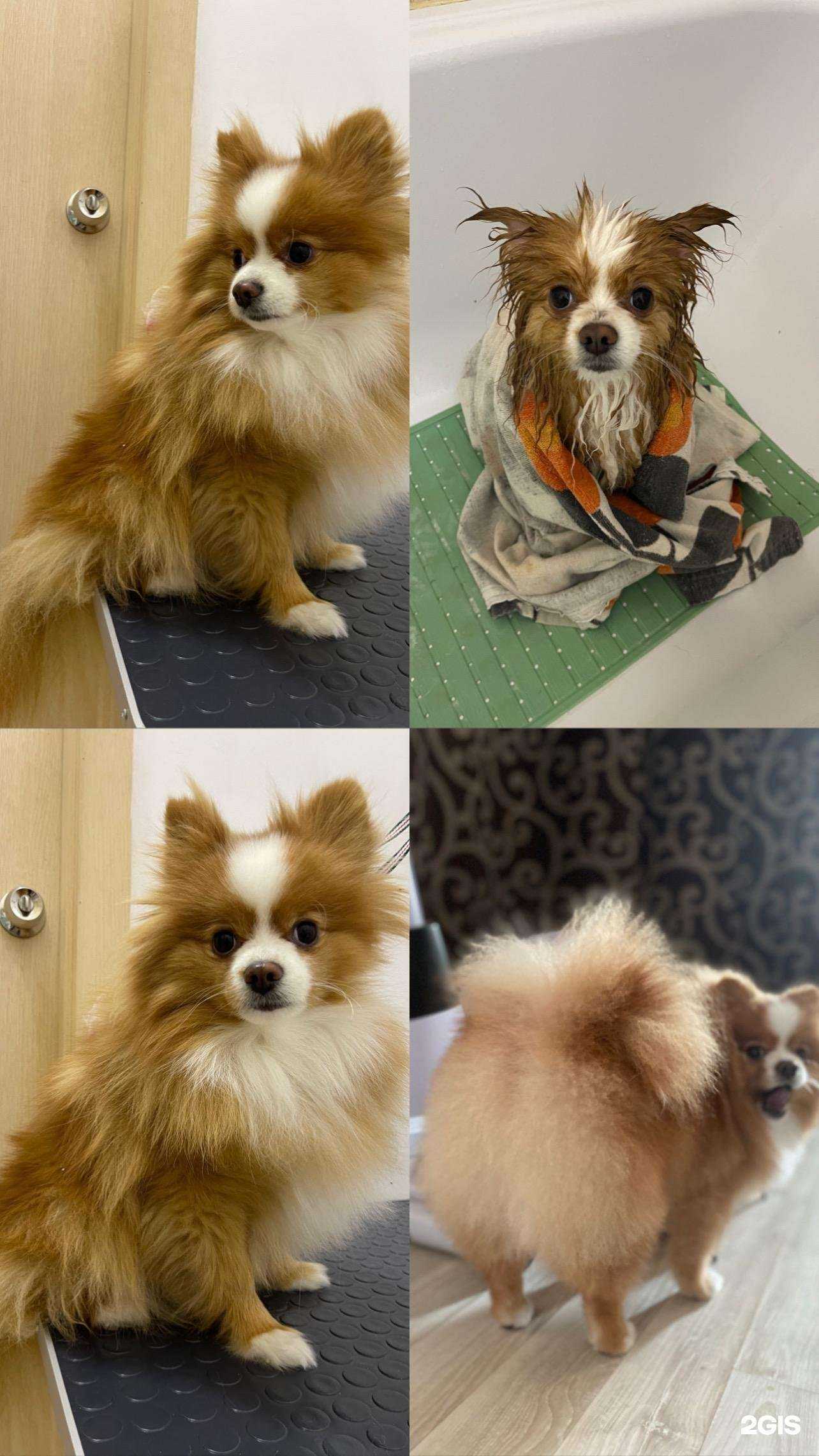 Отзывы на компанию Любимые Хвостики в г. Екатеринбург c фото